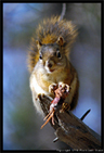 http://phototravels.net/canada/pcd2453canada/canada-squirrel-42.3.jpg