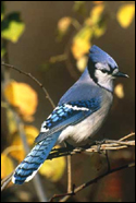 http://www.acnatsci.org/research/vireo/Blue%20Jay.jpg