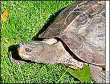 http://www.cnn.com/2000/NATURE/09/28/redlist/story.turtle.jpg